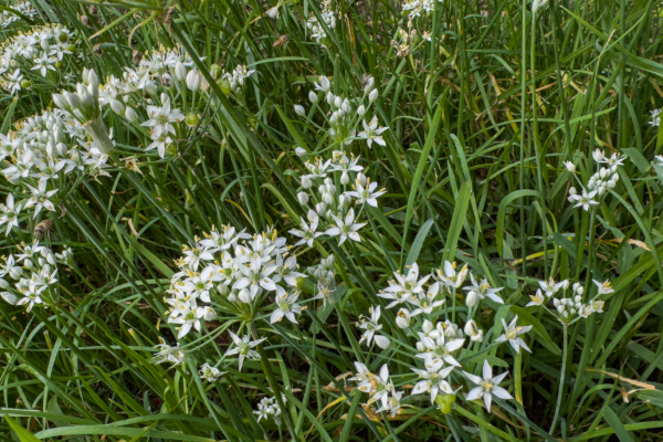 From Garden to Kitchen: Top 10 Easy-to-Grow Southeast Asian Herbs and Edible Shrubs