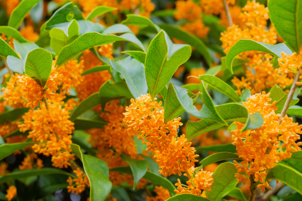 From Garden to Kitchen: Top 10 Easy-to-Grow Southeast Asian Herbs and Edible Shrubs