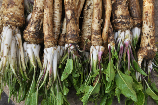 From Garden to Kitchen: Top 10 Easy-to-Grow Southeast Asian Herbs and Edible Shrubs