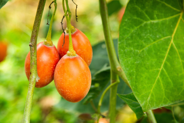 From Garden to Kitchen: Top 10 Easy-to-Grow Southeast Asian Herbs and Edible Shrubs