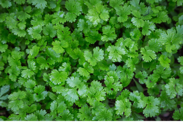 From Garden to Kitchen: Top 10 Easy-to-Grow Southeast Asian Herbs and Edible Shrubs