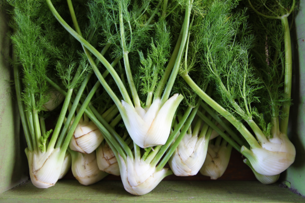 From Garden to Kitchen: Top 10 Easy-to-Grow Southeast Asian Herbs and Edible Shrubs