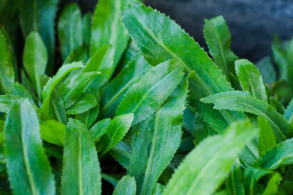 From Garden to Kitchen: Top 10 Easy-to-Grow Southeast Asian Herbs and Edible Shrubs