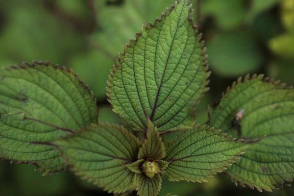 From Garden to Kitchen: Top 10 Easy-to-Grow Southeast Asian Herbs and Edible Shrubs