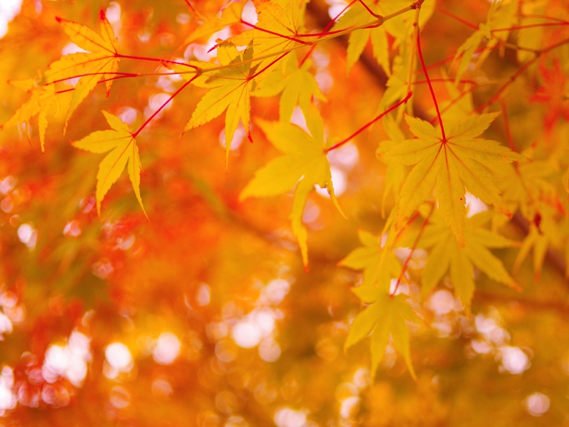 Guide to Autumn Planting in Melbourne: Why It’s the Perfect Time to Plant