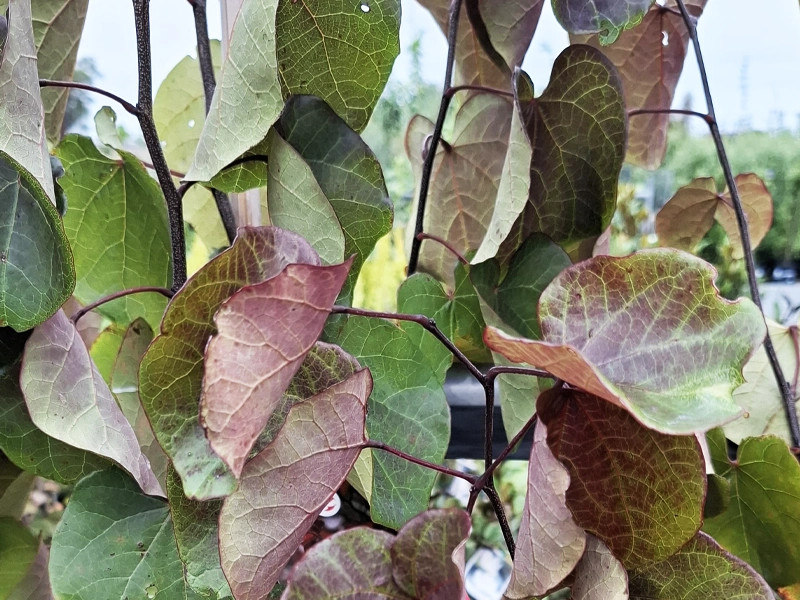 Guide to Autumn Planting in Melbourne: Why It’s the Perfect Time to Plant