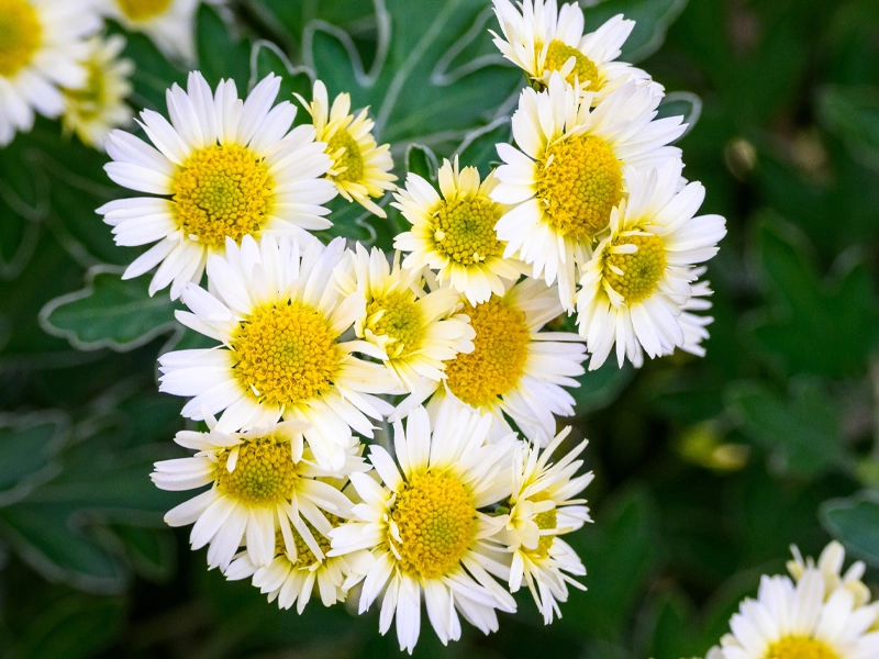 Guide to Autumn Planting in Melbourne: Why It’s the Perfect Time to Plant