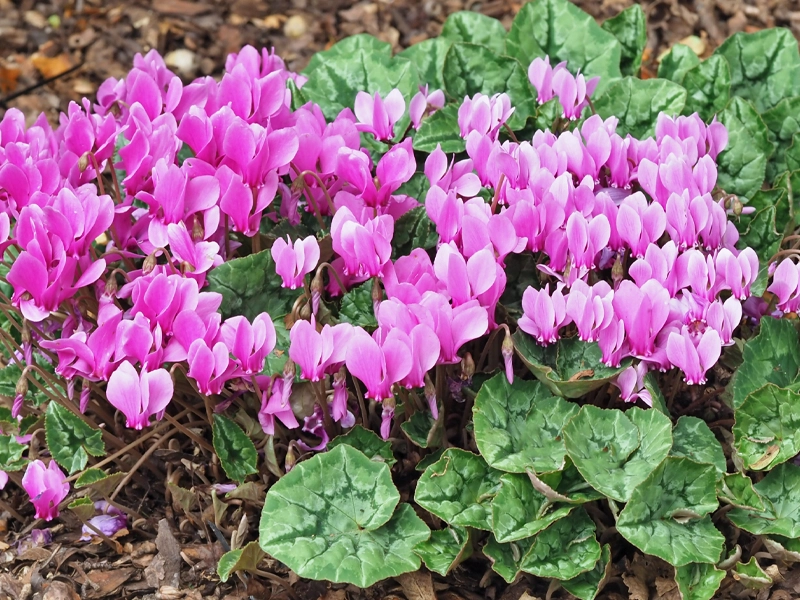 Guide to Autumn Planting in Melbourne: Why It’s the Perfect Time to Plant