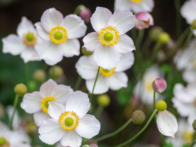 Guide to Autumn Planting in Melbourne: Why It’s the Perfect Time to Plant