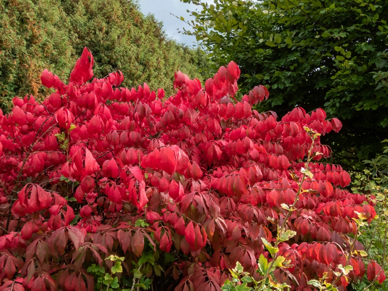Guide to Autumn Planting in Melbourne: Why It’s the Perfect Time to Plant