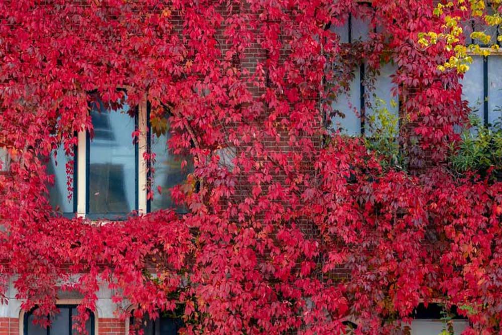 Guide to Autumn Planting in Melbourne: Why It’s the Perfect Time to Plant