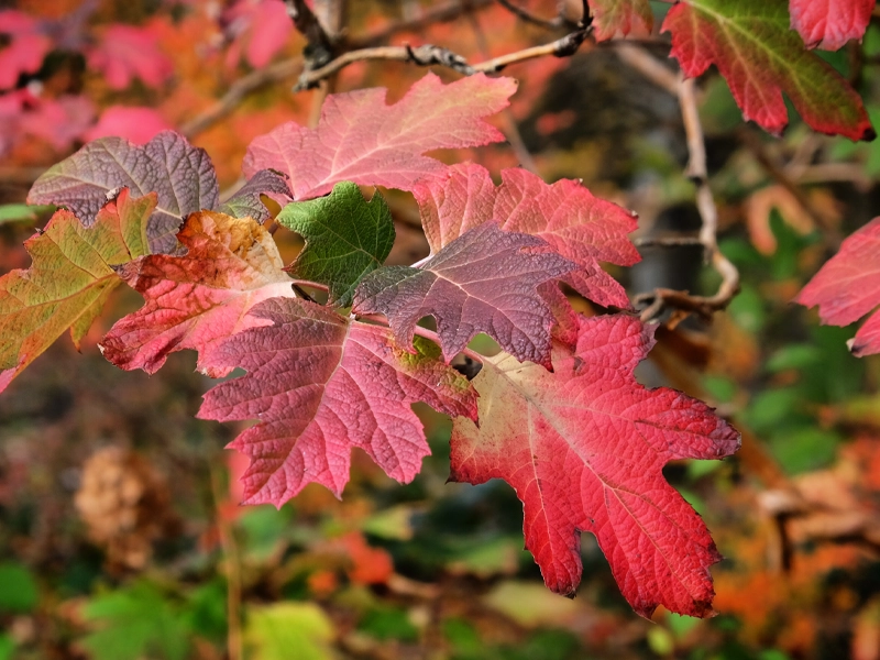 Guide to Autumn Planting in Melbourne: Why It’s the Perfect Time to Plant