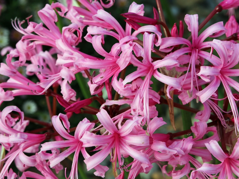 Guide to Autumn Planting in Melbourne: Why It’s the Perfect Time to Plant