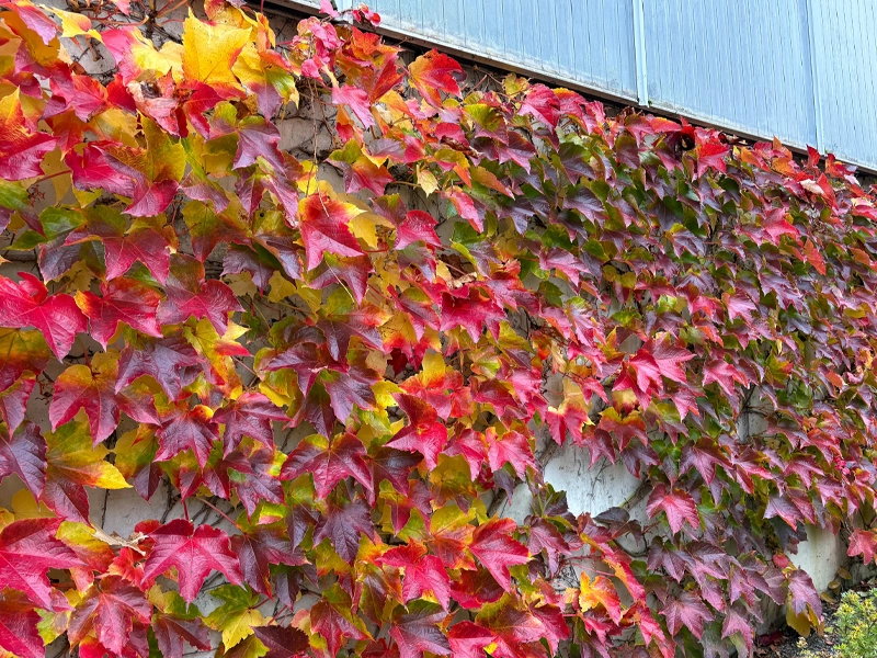 Guide to Autumn Planting in Melbourne: Why It’s the Perfect Time to Plant
