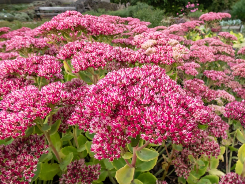 Guide to Autumn Planting in Melbourne: Why It’s the Perfect Time to Plant