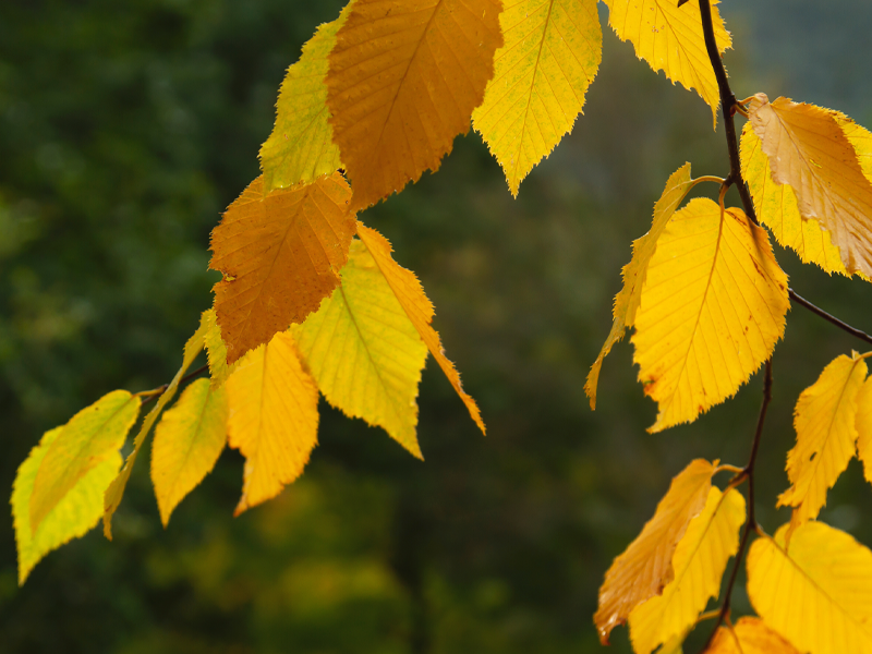Guide to Autumn Planting in Melbourne: Why It’s the Perfect Time to Plant